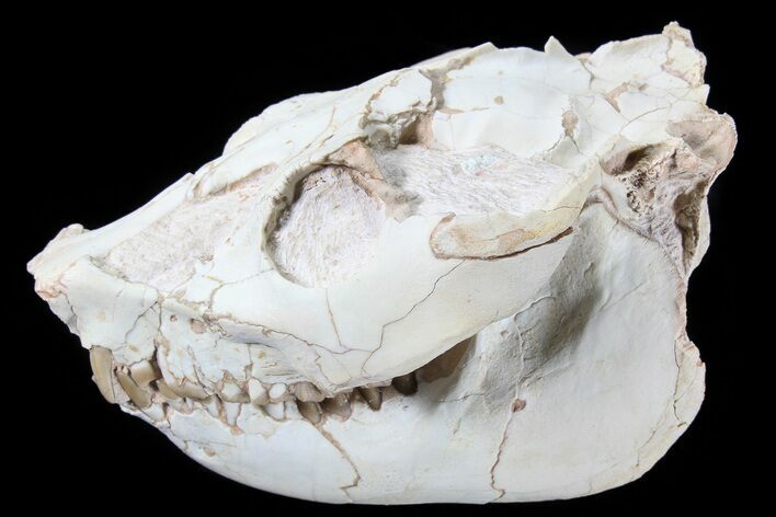 Beautiful, Oreodont (Leptauchenia) Skull #77820